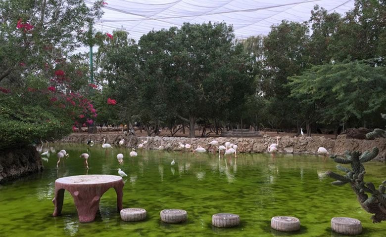 باغ پرندگان کیش